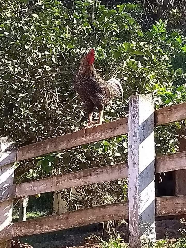 Pousada Fazenda e Pesqueiro Chalé da serra Conceição da Ibitipoca Exterior foto